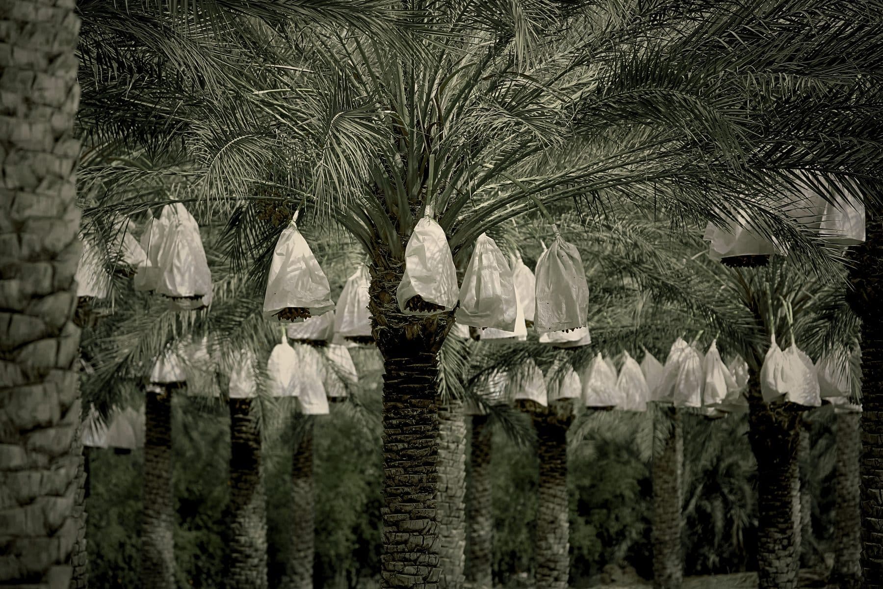 Ripening dates on the palm