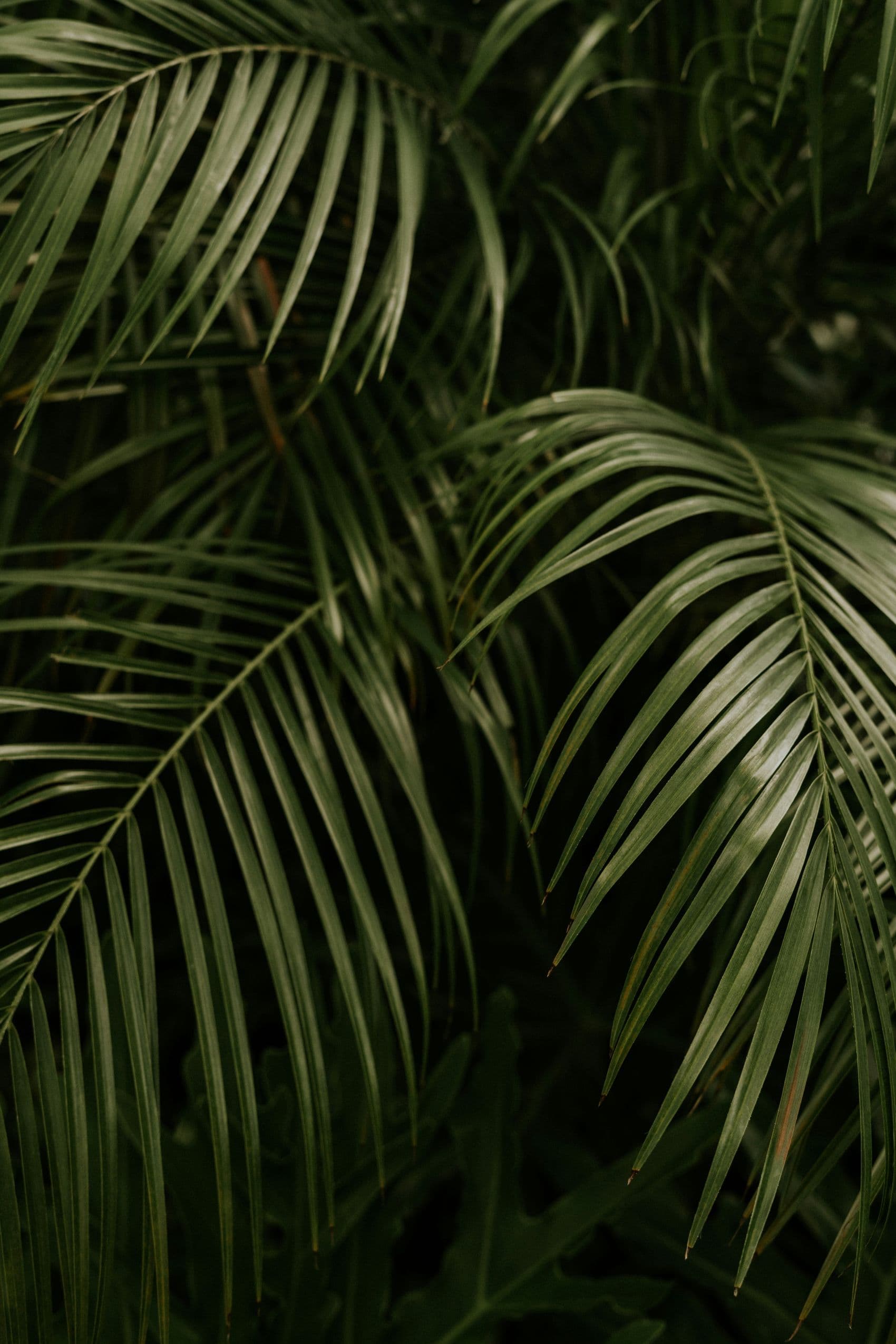 Date palm fronds